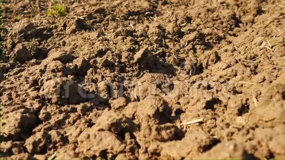 镜头越过犁地麦田春田湿润的棕壤充满腐殖质腐烂的植物茎视频的预览图