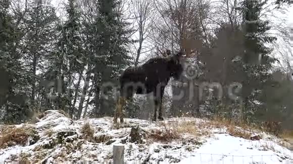暴风雪中的大驼鹿视频的预览图