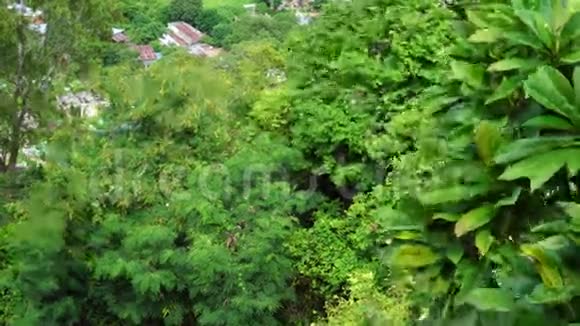 越南湄公河三角洲翠苏森林的绿树视频的预览图
