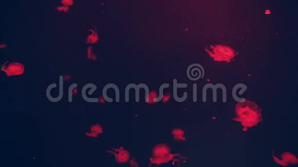 一群美丽的红色水母自然背景视频的预览图