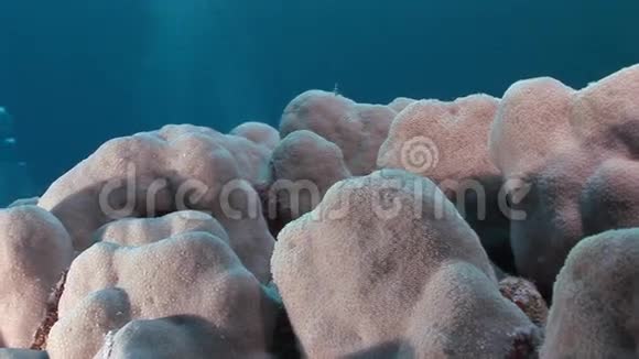 珊瑚在红海的水下景观中接近视频的预览图