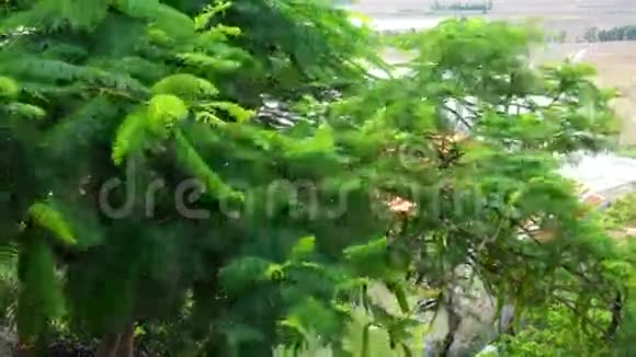 越南湄公河三角洲TraSu森林的繁盛树木视频的预览图