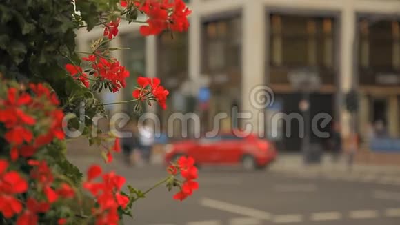 一片美丽的灌木丛在欧洲的街道上开着红花视频的预览图