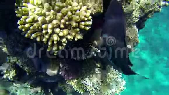 在珊瑚上游动的鱼的特写镜头视频的预览图