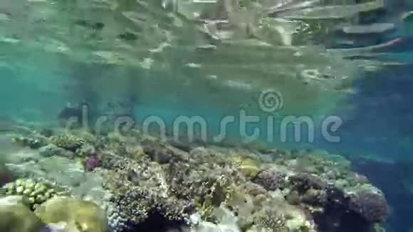 海底珊瑚和海平面视频的预览图