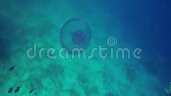水下海洋生物水母游来游去视频的预览图