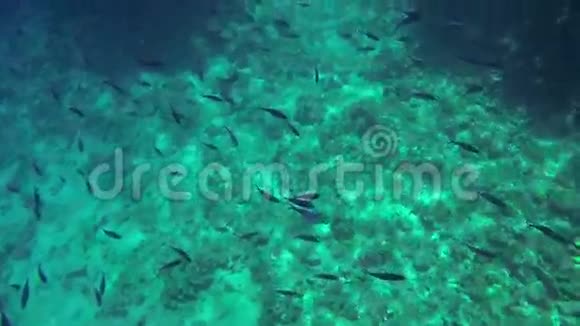 在深海游泳的小鱼的水下拍摄视频的预览图