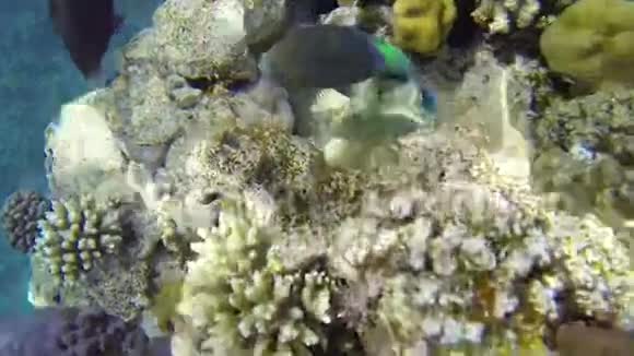 近距离观察蓝海珊瑚周围的鱼类视频的预览图