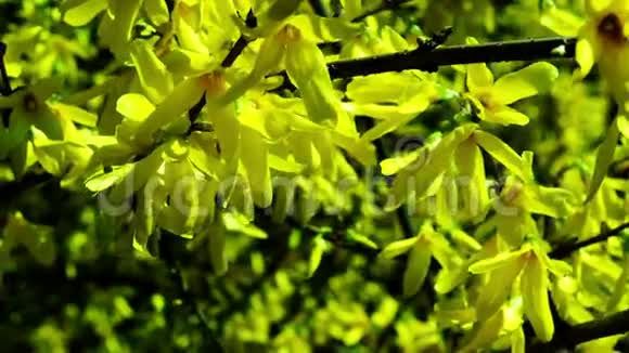 把连翘的小枝收起来连翘是木犀科橄榄科开花植物的一个属视频的预览图