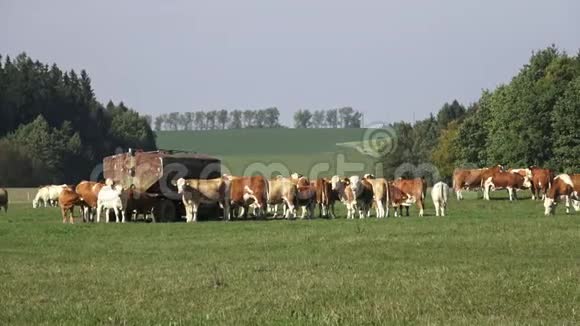 奶牛在牧场上放牧吃草的棕牛视频的预览图