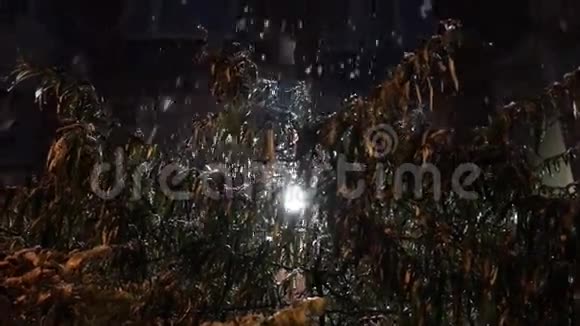 雨和雪的混合物落在有叶子的灌木丛上视频的预览图