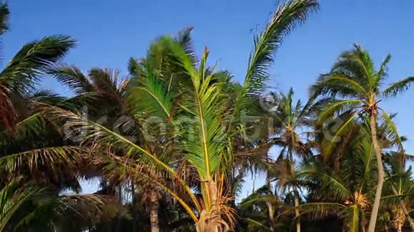 棕榈树顶和蓝天视频的预览图