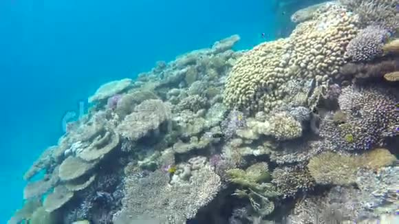 珊瑚礁上的各种鱼视频的预览图