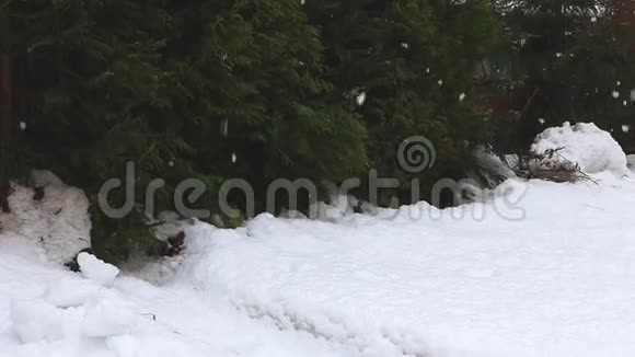 下雪了冬季仙境下雪了森林树木森林自然冬季背景浪漫仙境美丽的环境视频的预览图