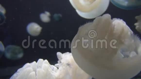 漂浮在水族馆的白色水母动作缓慢视频的预览图