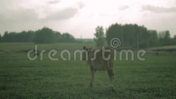 下雨前小牛站在草地上视频的预览图
