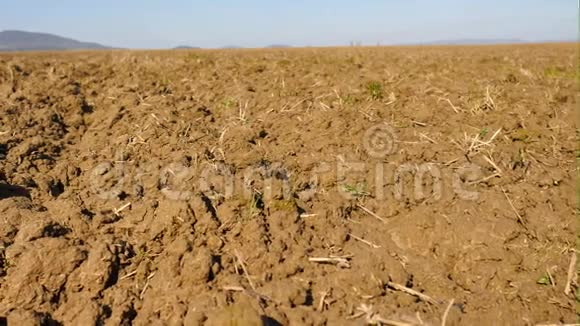 镜头越过犁地麦田春天的田野湿润的棕壤充满腐殖质老朽的麦秆视频的预览图