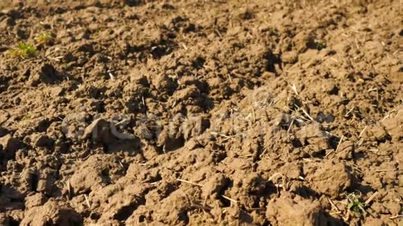 镜头越过犁地麦田春天的田野湿润的棕壤充满腐殖质老朽的麦秆视频的预览图