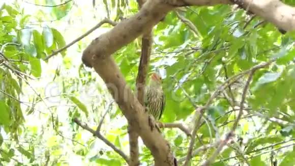 科珀史密斯巴贝鸟在树枝上视频的预览图