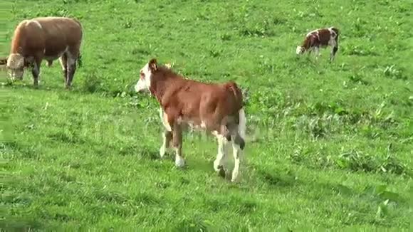 在草地上玩小牛视频的预览图