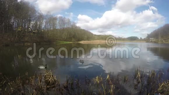 野鸭鸟在湖塘岸边游泳时光流逝4K视频的预览图