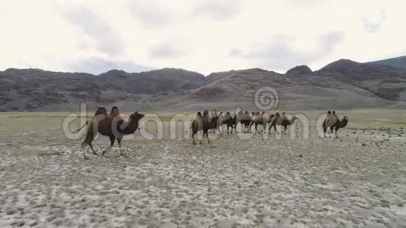 一群骆驼在阿拉伯沙漠的沙丘上缓慢移动视频的预览图