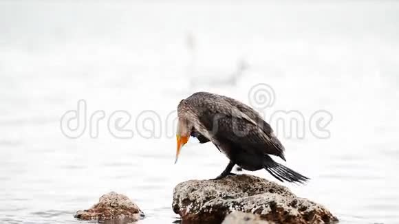 美丽的鸬鹚鸟在黑海边的岩石上休息视频的预览图