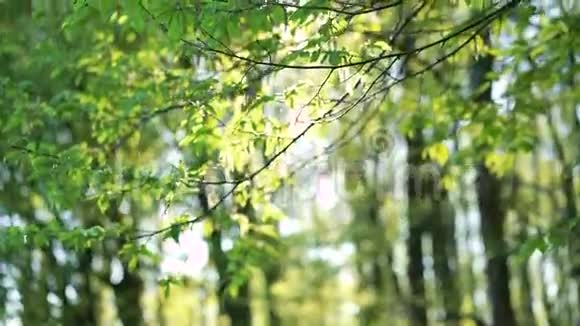 美丽的角束树枝阳光明媚4k视频的预览图