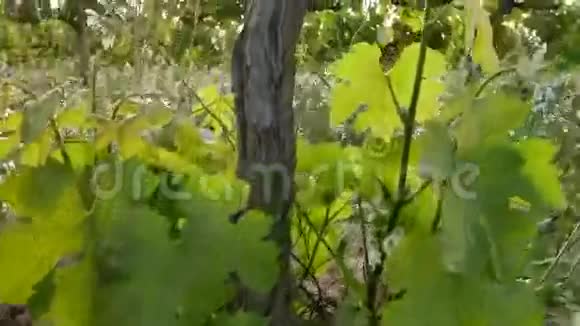 大蜥蜴爬行动物特写镜头视频的预览图
