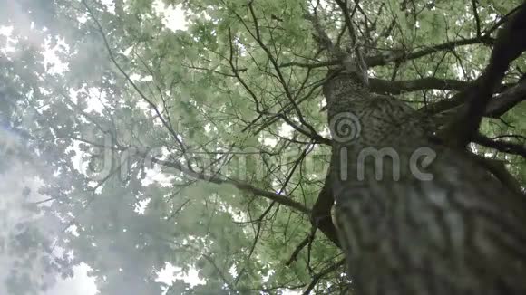 4k克罗恩的橡树是绿色的底部有渗漏视频的预览图