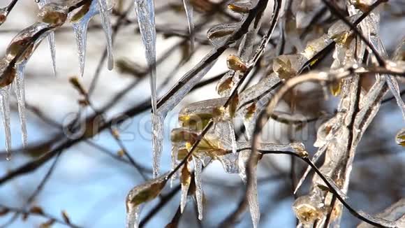 春天的霜冻春天的树上长满了冰柱视频的预览图