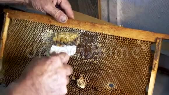 养蜂人用蜂刀打开蜂窝一个养蜂人用一把刀叉从框架上切蜡视频的预览图