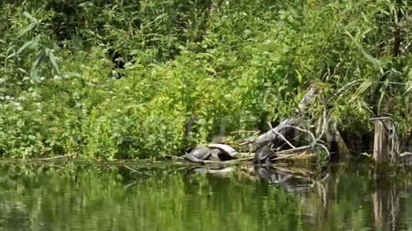 海龟坐在河里的原木上乌龟在木头上放松视频的预览图