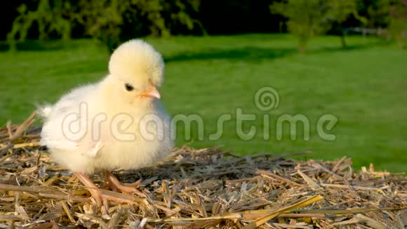 可爱的黄色小鸡波兰小鸡宝宝在金色的夏日阳光下坐在外面的干草堆上视频的预览图