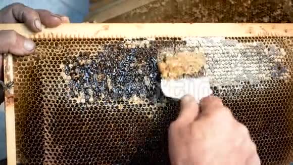 养蜂人用蜂刀打开蜂窝一个养蜂人用一把刀叉从框架上切蜡视频的预览图