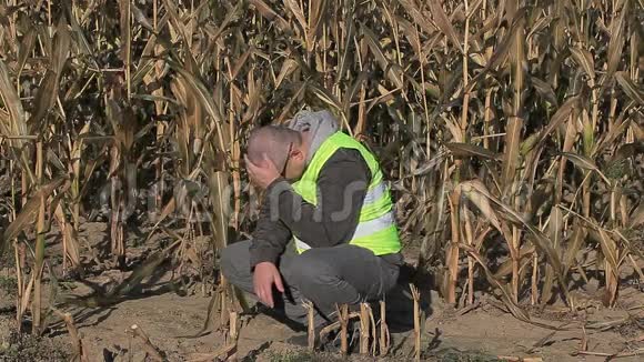 在寒冷的玉米地里压力很大的农民视频的预览图