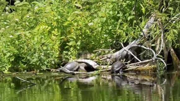 海龟坐在河里的原木上乌龟在木头上放松视频的预览图