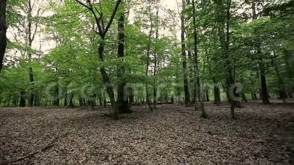 春天有橡树的绿林视频的预览图