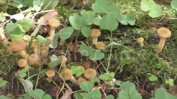 蘑菇生长在树桩上视频的预览图