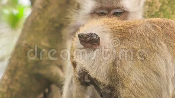 猴子咬灌木朋友头在热带公园视频的预览图