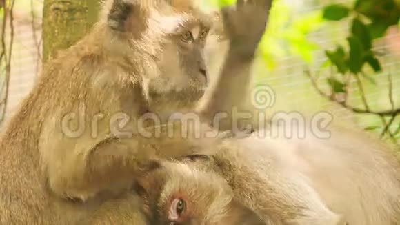 热带公园树上的猴子咬灌木朋友视频的预览图