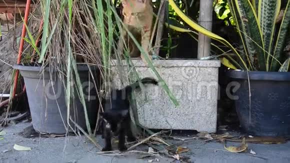泰国家猫宝宝在花园里玩耍奔跑和跳跃视频的预览图