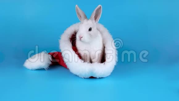 漂亮的兔子戴着圣诞老人的帽子洗着脸和耳朵视频的预览图