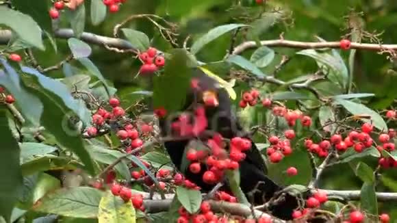 以红色浆果为食的黑鸟视频的预览图