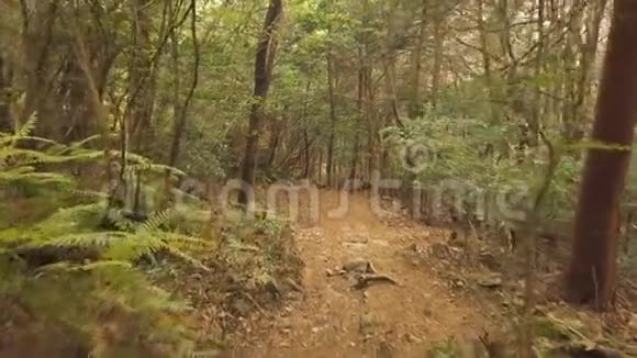奥基加拉神秘的日本森林视频的预览图