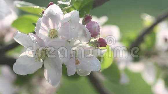美丽的果树花在春天盛开春天自然再生的神奇魔力视频的预览图