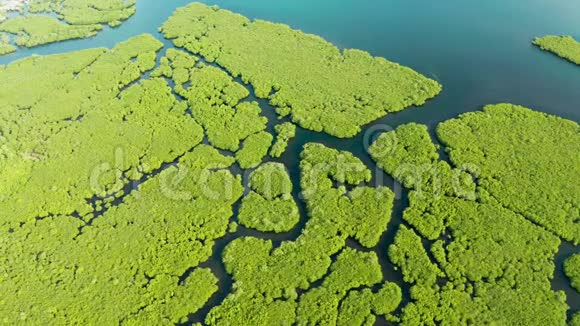 菲律宾有河流的红树林带有红树林和岛屿的热带景观视频的预览图