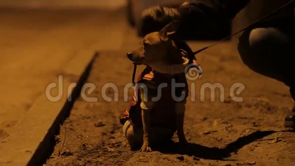 在一条寒冷的街道上有一只小狗的少女4UHDK视频的预览图