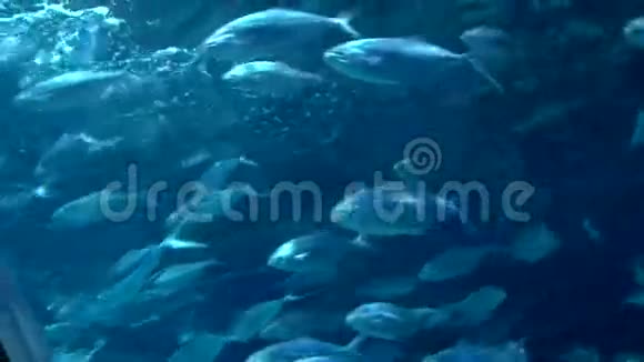 水下水族馆中的鱼类学校视频的预览图