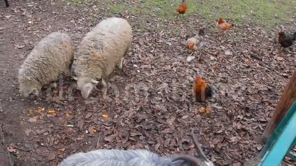 一只羊和一只母鸡正在一个国家一个农村一个阴天里分享一片面包视频的预览图